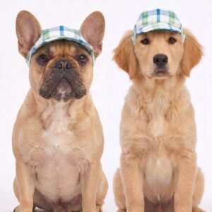 Gorra Urbana para Mascota